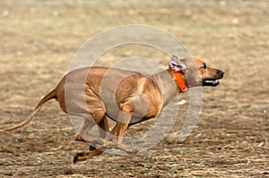 Rhodesian ridgeback running