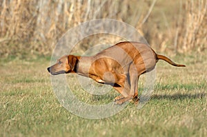 Rhodesian ridgeback running