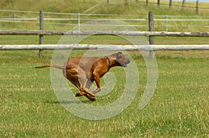 Rhodesian ridgeback running