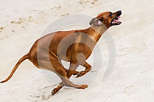 Rhodesian Ridgeback running fast up the sand