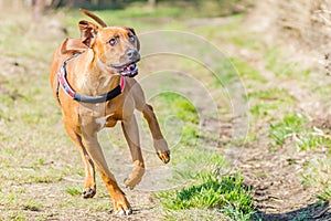 Rhodesian Ridgeback running