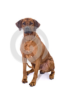 Rhodesian Ridgeback sitting