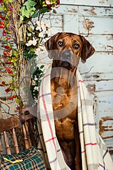 Rhodesian Ridgeback sitting on a chair in autumn decorations