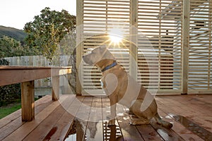 Rhodesian Ridgeback Sitting On Deck As Sun Sets