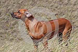 Rhodesian Ridgeback standing in the wind