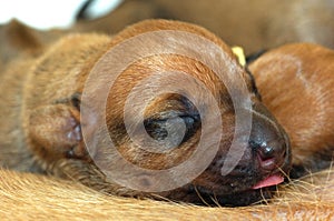 Rhodesian ridgeback whelp photo