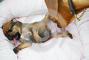 Rhodesian Ridgeback whelp cleaned by its mom