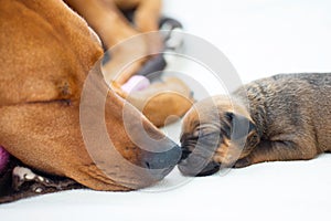 Rhodesian Ridgeback whelp sleeping