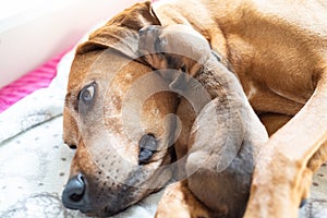 Rhodesian Ridgeback whelp sleeping with mother while lying on Mommys head