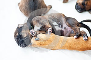 Rhodesian Ridgeback whelp sleeping in mothers arm