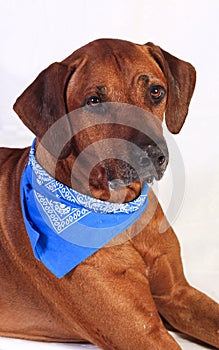 Rhodesian Ridgeback on a white background