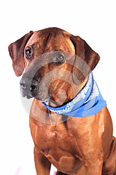 Rhodesian Ridgeback on a white background