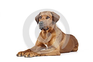 Rhodesian Ridgeback