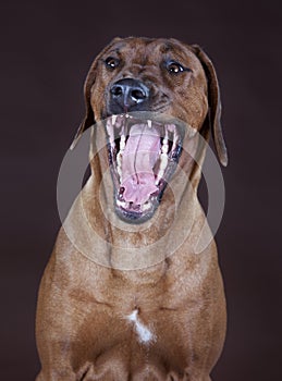 Rhodesian ridgeback yawning