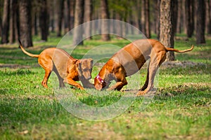 Rhodesian Ridgebacks