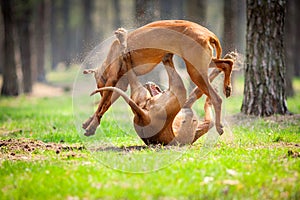 Rhodesian Ridgebacks