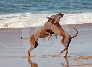 Rhodesian Ridgebacks on the beach