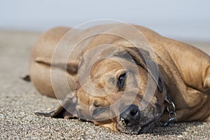 Rhodesian Ridgebacks Love The Beach