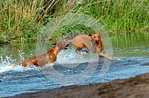 Rhodesian ridgebacks playing photo