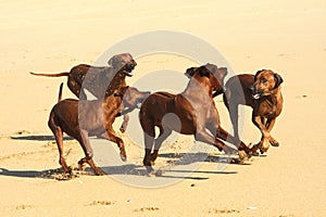 Rhodesian Ridgebacks playing on the beach photo