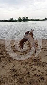 2 Rhodesian Ridgebacks playing photo