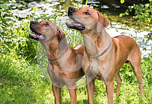 Rhodesian ridgebacks by the river