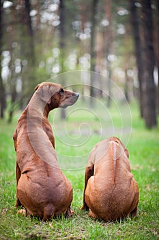 Rhodesian Ridgebacks