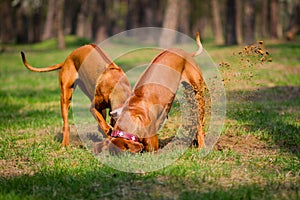 Rhodesian Ridgebacks