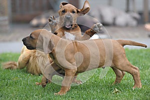 Rhodesian Ridgebback puppies