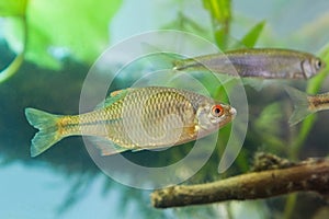 Rhodeus amarus, European bitterling, freshwater fish, male in spawning coloration, biotope aquarium, nature photo