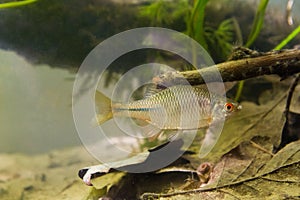 Rhodeus amarus, European bitterling, freshwater fish, male in spawning coloration, biotope aquarium photo