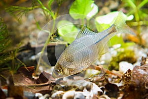 Rhodeus amarus, European bitterling, ornamental adult male freshwater fish in biotope aquarium, nature photo