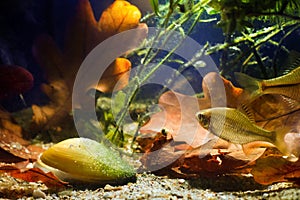 Rhodeus amarus, European bitterling, wide-spread wild fish swims near Unio pictorum, painter`s mussel, aquatic bivalve mollusk photo