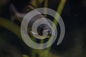 Rhodeus Amarus underwater, Bitterling swimming underwater