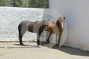 Rhodian Horse Rhodes, Greece, Greek Islands