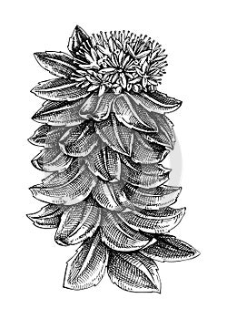 Rhodiola. Adaptogenic plant botanical sketch. Hand-sketched Rhodiola illustration. Great for traditional medicine, cosmetology,