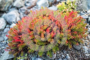 Rhodiola in the Altai mountains