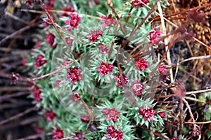 Rhodiola fastigiata, Clustered Rhodiola