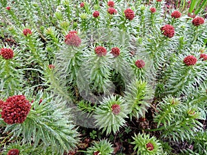 Rhodiola linearifolia