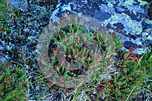 Rhodiola quadrifida, rare mountain medicinal plant