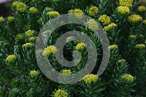 Rhodiola rosea