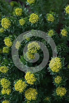 Rhodiola rosea