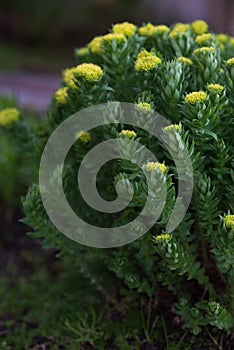 Rhodiola rosea