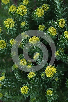 Rhodiola rosea