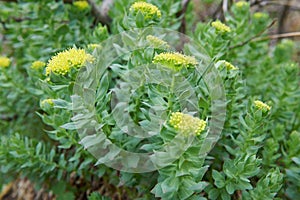 Rhodiola rosea