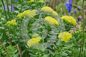 Rhodiola rosea