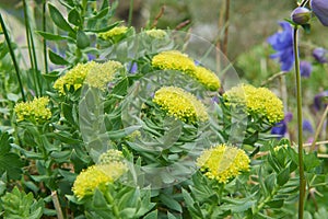 Rhodiola rosea