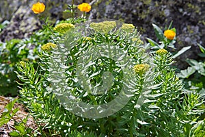 Rhodiola rosea