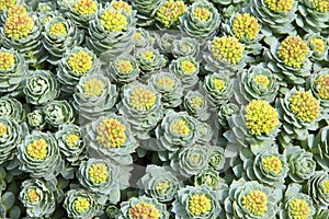 Rhodiola rosea background