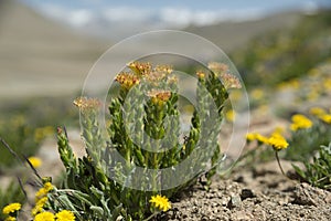 Rhodiola rosea blossom